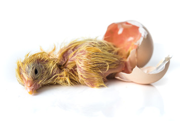 Newborn Yellow chicken hatching from egg on white background