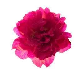 Fresh pink Portulaca oleracea flower isolated on white background.