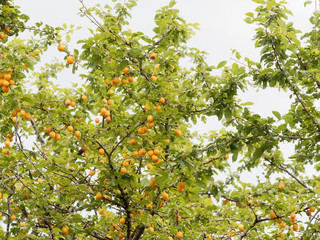 Fototapeta na wymiar Prunus domestica | Mirabellier aux branches chargées de mirabelles jaunes dorées, gouteuses et sucrées 