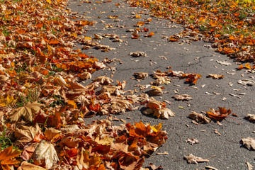 Herbstlaub vom Ahorn liegt auf einem Weg