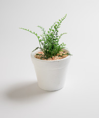 Small plant in pot succulents or cactus on white background