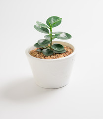 Young ficus elastica a potted plant on white background