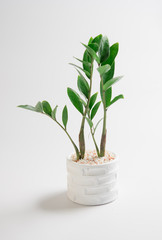 Young plant in pot on the white background