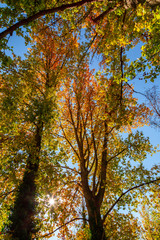 farbiges Herbstlaub an einem Baum, Ahorn