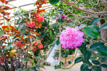 Fototapeta na wymiar Pink roses bloom in the flower garden.