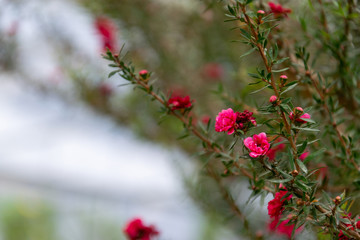 Pink, Purple, Red, cosmos flowers in the garden background.