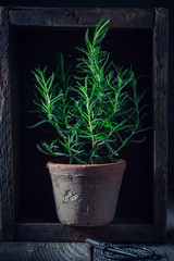 Fresh and homegrown rosemary in old wooden box