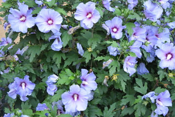 Viele Hibiskus blüten. Kleiner Baum © Johann