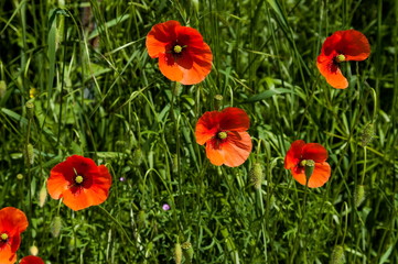 Fototapeta premium Poppies on green field in Plana mountain Bulgaria