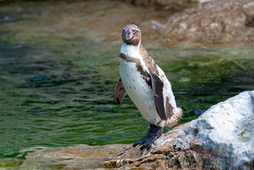 penguin on a rock