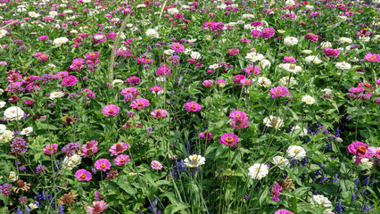 flowers in the garden