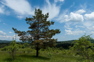 Fototapeta na wymiar Coniferous tree in Plana mountain Bulgaria