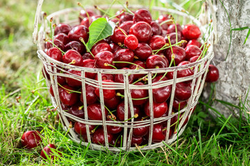 Healthy and fresh sweet cherries in a sunny garden