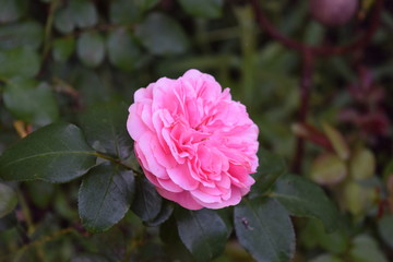 pink rose in the garden