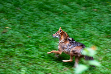 The Red Fox in Forest