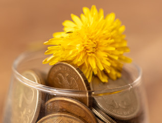 Yellow dandelion in a glass cup with coins on the table