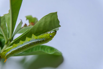 Caterpillar eating leaves on a white background.