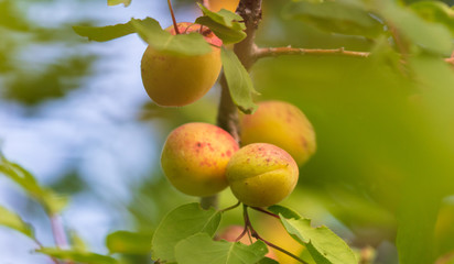 Ripe apricot on the branches of a tree