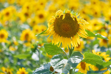 Sunflowers grow in the field