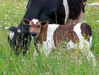 calf grazing with a cow © Oleg