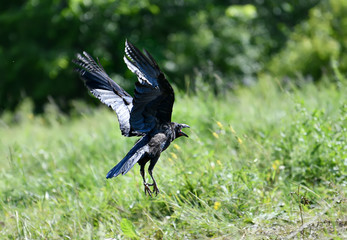 black Raven takes off