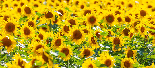Sunflowers grow in the field