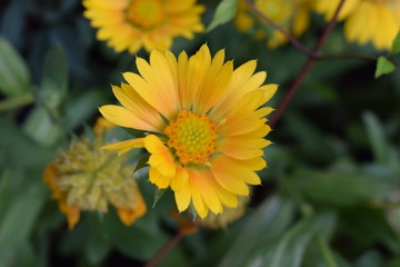 Yellow flower outside