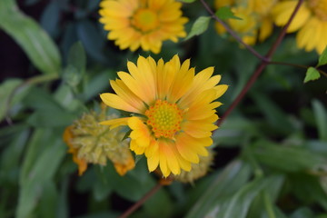 Gelbe Blume im Garten fotografiert