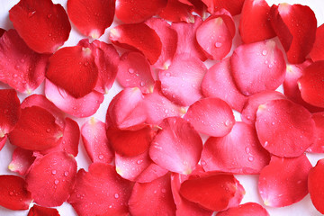 Spray on rose petals Isolated on white background