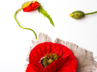 Bouquet of red poppies on a white background. Wild flowers.