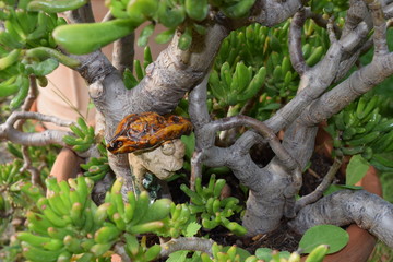 Männchen aus Ton im Topfbaum