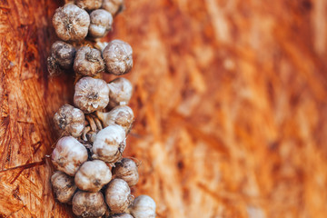 garlic pigtail on wooden background hanging in corner