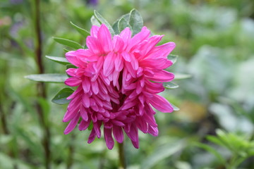 Starke farben einer pinken Gartenblume
