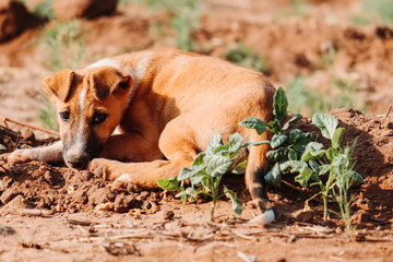 Fototapeta premium Puppy sleeping in the farm