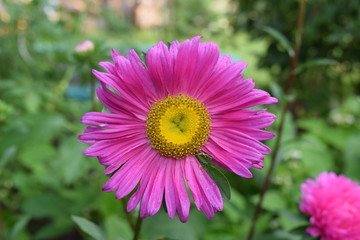 Obraz premium schöne pflanze in pink und mit gelbem punkt in der mitte