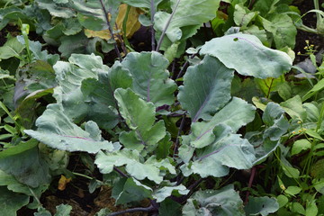 kohl im garten