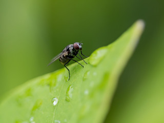 Naklejka premium fly on leaf