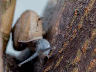 snail on tree