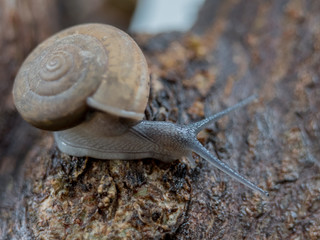 snail on leaf