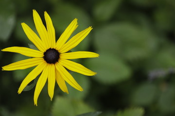 Schwarzäugige Rudbeckie oder rauer Sonnenhut als Makro mit schönem Bokeh