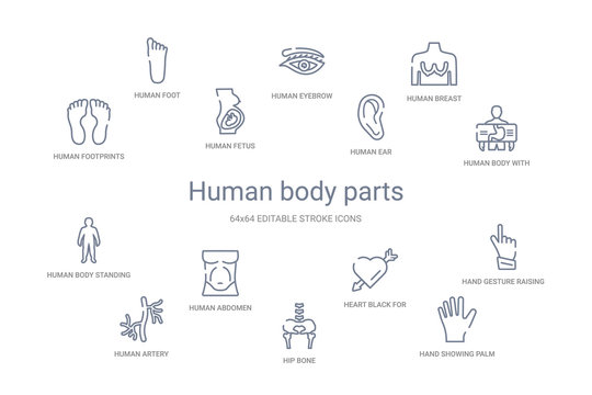 human body parts concept 14 outline icons