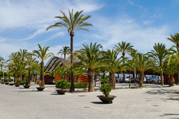 Palmenlandschaft am Hafen von Alcudia Mallorca Spanien Promendade Strand Stadt © Tobias Langner
