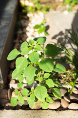 Acalypha indica,Indian copperleaf,Tree-seeded mercury.Catnip herb for cat  has a scent  like Pheromone
