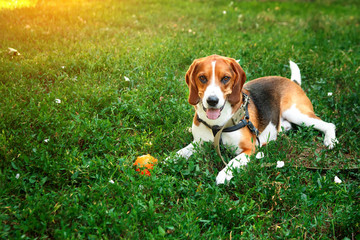 Cute beagle dog lying on green grass with ball. Game and walk dog concept.
