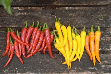 Chilli peppers in red yellow and orange colour freshly harvested on a table in an organic vegetable...