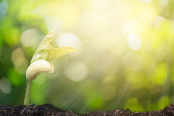 Peanut sprout growing out of black soil with sunlight in morning