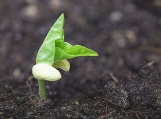 Peanut sprout growing out of black soil with sunlight in morning