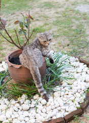 Lovely healthy cat with beautiful yellow eyes on fresh green grass outdoor in morning