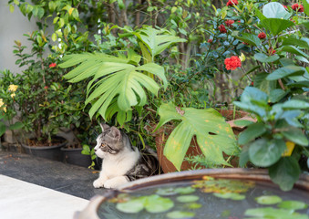 Obraz premium Lovely cute little cat with beautiful yellow eyes on white sand in garden outdoor
