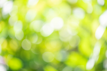 Obraz premium Abstrct defocused colorful green yellow blurred bokeh background